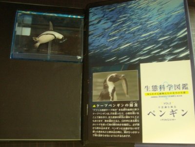 画像3: 生態科学図鑑 Vol.2 ペンギン ★ケープペンギンフィギュア