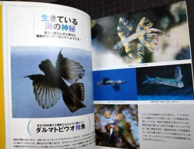 画像2: 磯採集ガイドブック 死滅回遊魚を求めて★荒俣宏 さとう俊 荒俣幸男