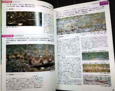 画像3: 磯採集ガイドブック 死滅回遊魚を求めて★荒俣宏 さとう俊 荒俣幸男
