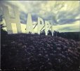 画像1: CD輸入盤★Patagonian Rats★Tera Melos テラ・メロス (1)