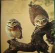 画像1: 写真集★ふくろう BEAUTIFUL OWLS IN THE WORLD★パイインターナショナル