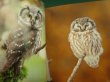 画像2: 写真集★ふくろう BEAUTIFUL OWLS IN THE WORLD★パイインターナショナル