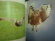 画像3: 写真集★ふくろう BEAUTIFUL OWLS IN THE WORLD★パイインターナショナル