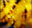 画像1: CD輸入盤★Reflection★Steamhammer スティームハマー★デジパック仕様