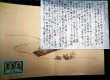 画像4: 初ざくら★浮世絵・春画