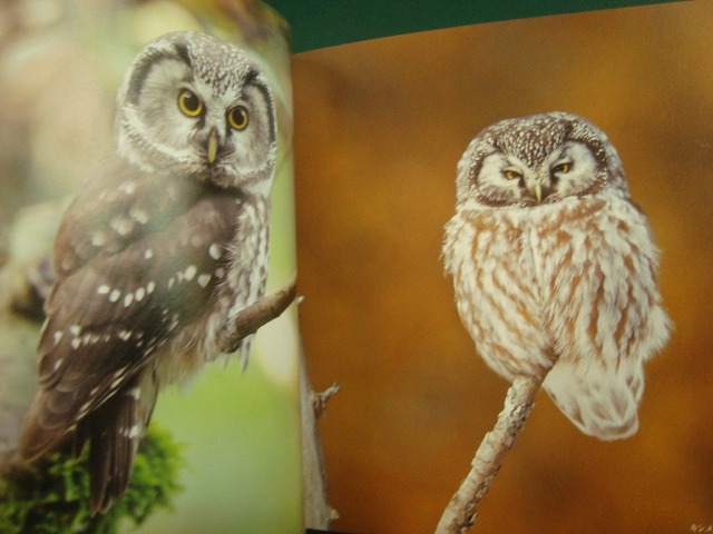 画像2: 写真集★ふくろう BEAUTIFUL OWLS IN THE WORLD★パイインターナショナル