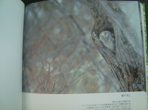 画像2: ふくろうの森★横田雅博